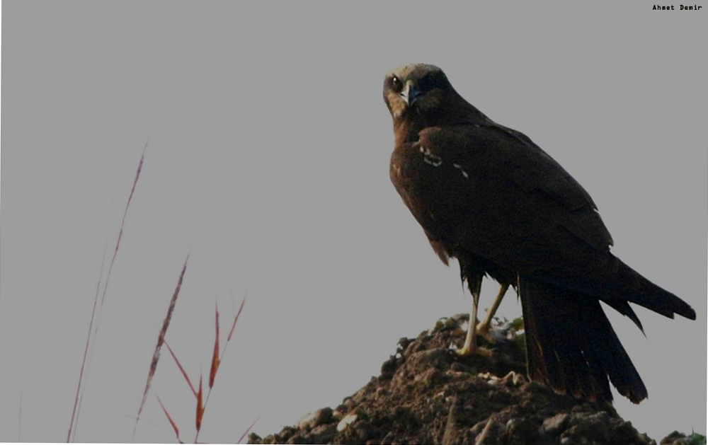 Eurasian Marsh-Harrier